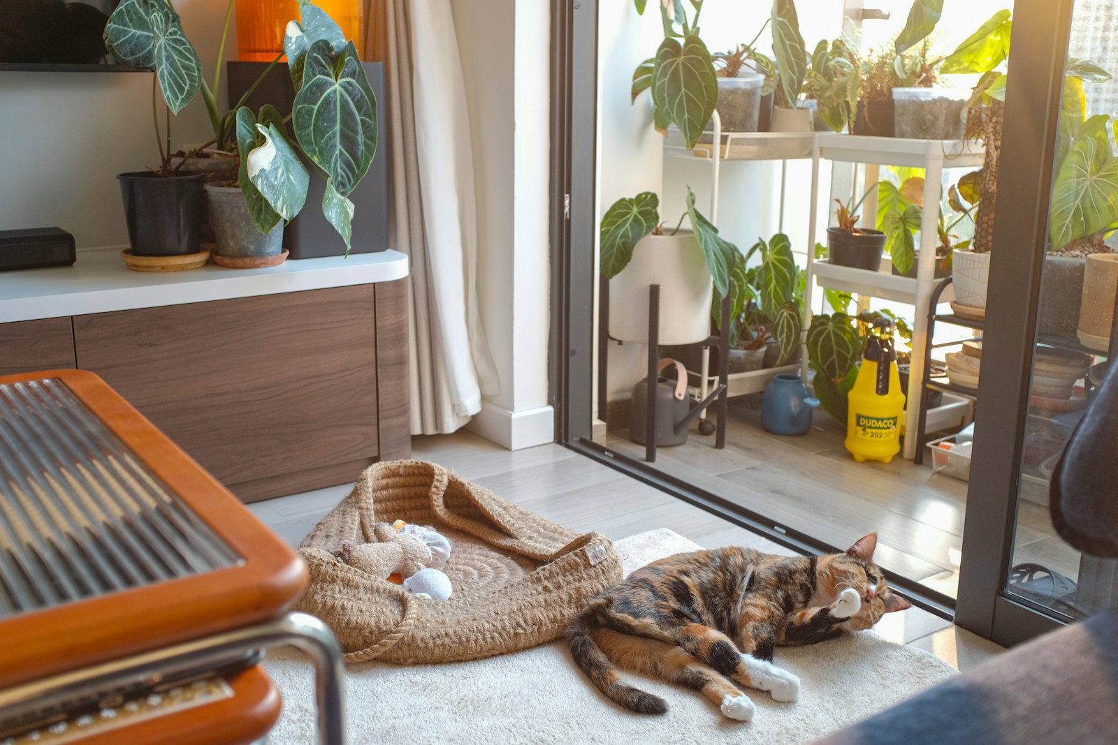 A cat laying on the floor in front of a sliding glass door, home